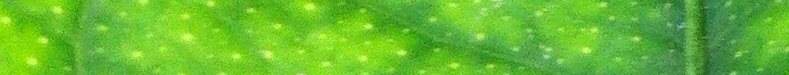 Green Leaf Banner 789 x 75